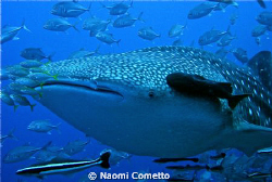 Lucky day!!!! by Naomi Cometto 